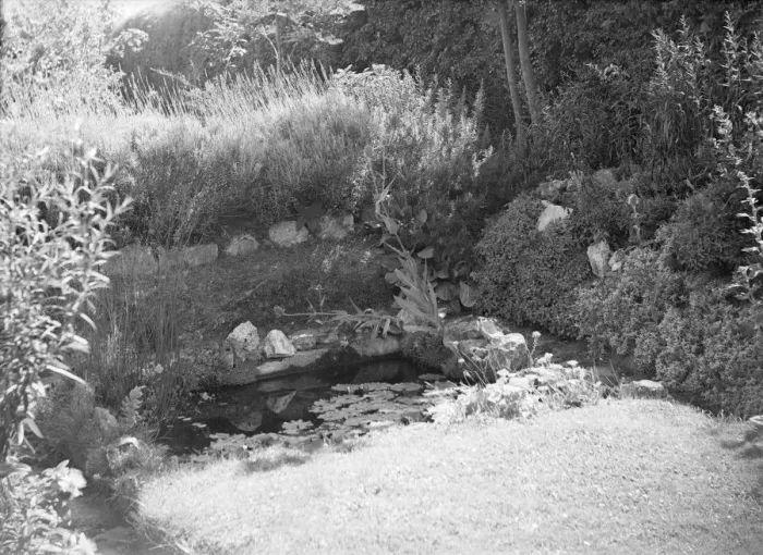 Framed Print : Pond in a garden, c1935. Creator: Kirk & Sons of Cowes Framed Print : Pond in a garden, c1935. Creator: Kirk & Sons of Cowes