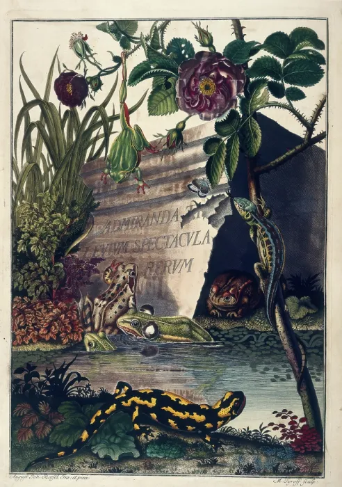 Framed Print : Pond Life, 1758. Creator: August Johann Rosel Von Rosenhof Framed Print : Pond Life, 1758. Creator: August Johann Rosel Von Rosenhof