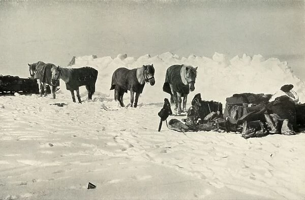 Ponies Behind Their Shelter in Camp on the Barrier, 1911, (1913). Artist: Robert Falcon Scott