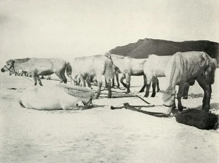 Framed Print : Ponies Tethered Out on the Sea-Ice, c1910-1913, (1913). Artist: Herbert Ponting Framed Print : Ponies Tethered Out on the Sea-Ice, c1910-1913, (1913). Artist: Herbert Ponting