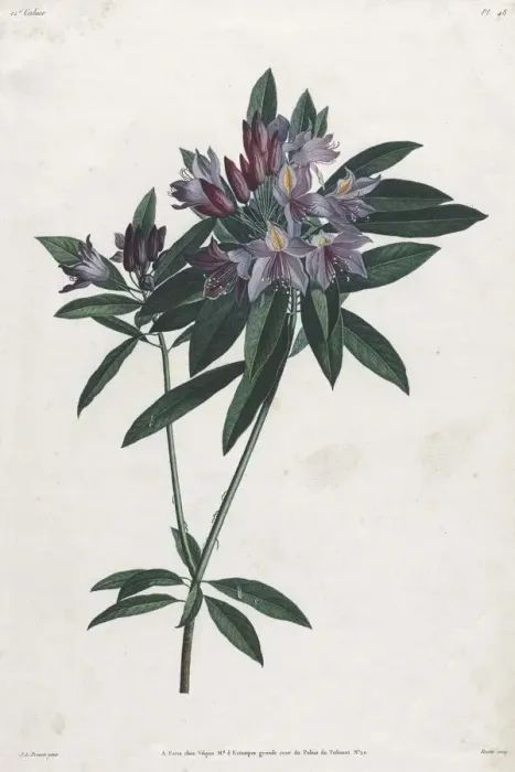 Framed Print : Pontic Rhododendron, 1805. Creator: Jean Louis Prevost Framed Print : Pontic Rhododendron, 1805. Creator: Jean Louis Prevost