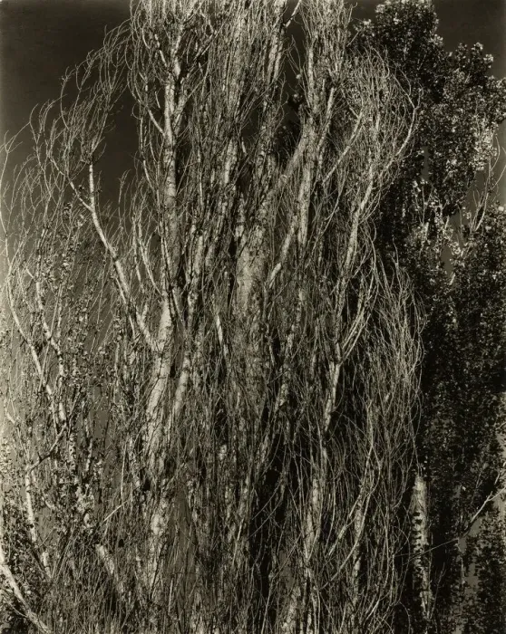 Framed Print : Poplars-Lake George, 1932. Creator: Alfred Stieglitz Framed Print : Poplars-Lake George, 1932. Creator: Alfred Stieglitz