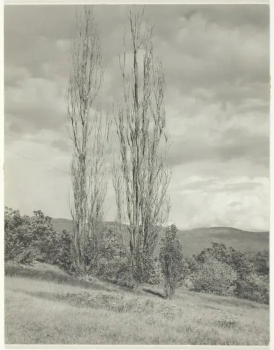 Framed Print : Poplars-Lake George, 1935. Creator: Alfred Stieglitz Framed Print : Poplars-Lake George, 1935. Creator: Alfred Stieglitz