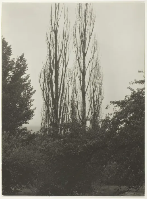 Framed Print : Poplars - Lake George, 1935. Creator: Alfred Stieglitz Framed Print : Poplars - Lake George, 1935. Creator: Alfred Stieglitz