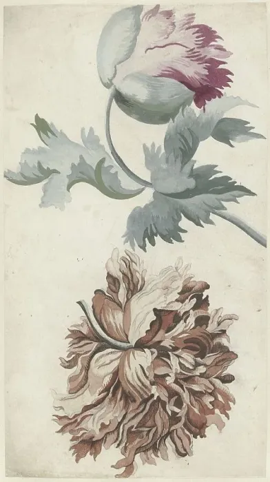 Framed Print : Poppies, 1683-1733. Creator: Bernard Picart Framed Print : Poppies, 1683-1733. Creator: Bernard Picart