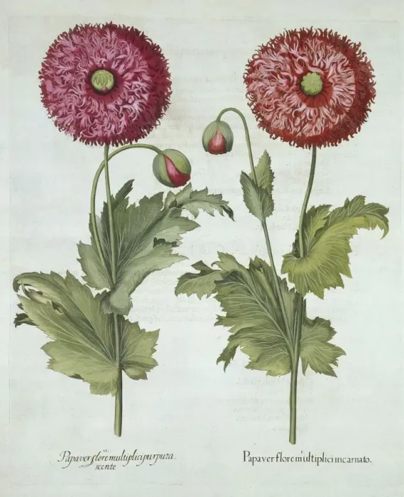 Framed Print : Poppies, from Hortus Eystettensis, by Basil Besler (1561-1629) pub. 1613 Framed Print : Poppies, from Hortus Eystettensis, by Basil Besler (1561-1629) pub. 1613