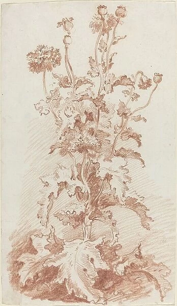 Poppies with Seed Pods, mid 1760s. Creator: Jean Baptiste Marie Huet
