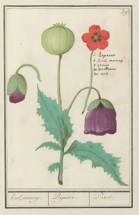 Framed Print : Poppy, 1596-1610. Creators: Anselmus de Boodt, Elias Verhulst Framed Print : Poppy, 1596-1610. Creators: Anselmus de Boodt, Elias Verhulst