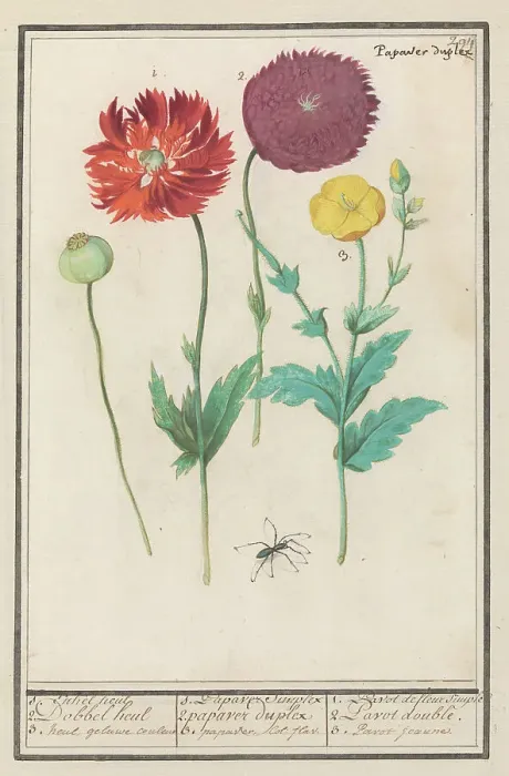 Framed Print : Poppy, 1596-1610. Creators: Anselmus de Boodt, Elias Verhulst Framed Print : Poppy, 1596-1610. Creators: Anselmus de Boodt, Elias Verhulst