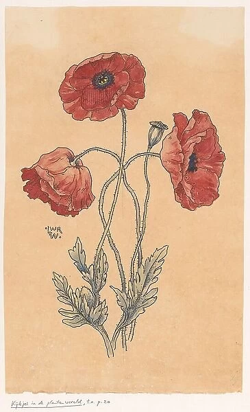 Poppy, in or before 1893. Creator: Willem Wenckebach