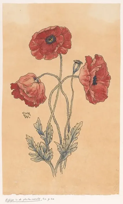 Framed Print : Poppy, in or before 1893. Creator: Willem Wenckebach Framed Print : Poppy, in or before 1893. Creator: Willem Wenckebach