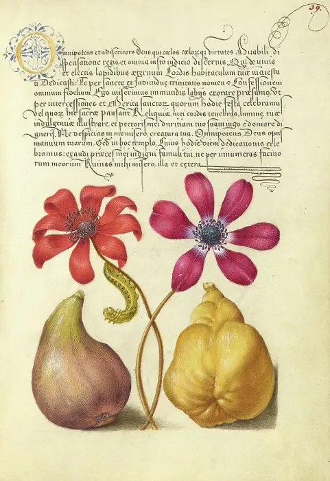 Framed Print : Poppy Anemones, Caterpillar, Fig, and Quince, 1561-1562; illumination added 1591-1596. Creator: Joris Hoefnagel Framed Print : Poppy Anemones, Caterpillar, Fig, and Quince, 1561-1562; illumination added 1591-1596. Creator: Joris Hoefnagel