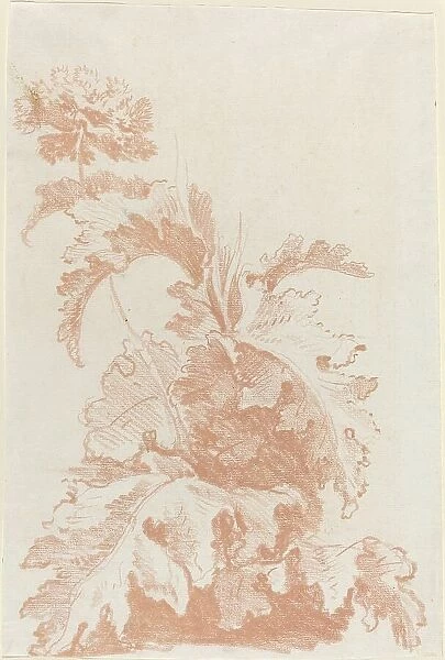 Poppy in Bloom, mid 1760s. Creator: Jean Baptiste Marie Huet