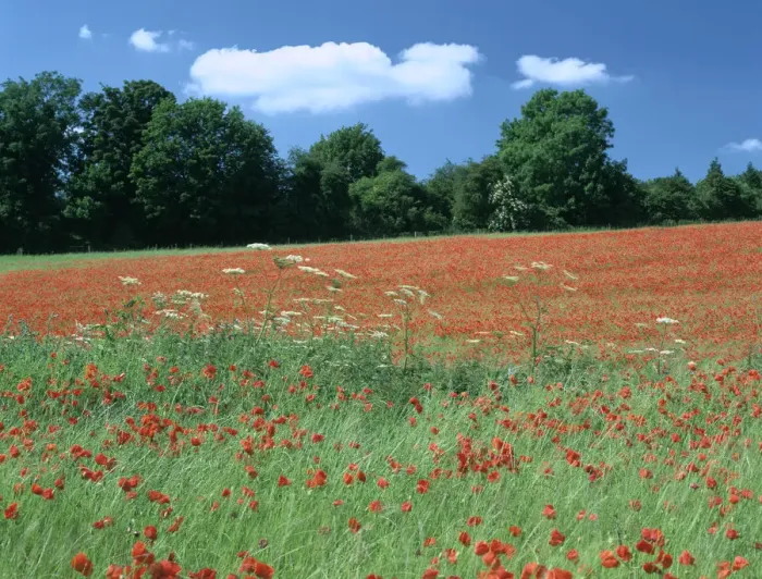 Framed Print : Poppy field, near Polesden Lacey, Surrey Framed Print : Poppy field, near Polesden Lacey, Surrey