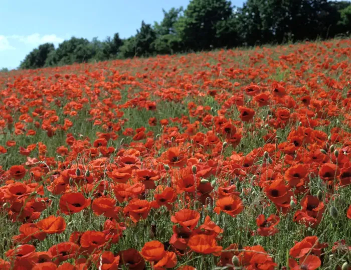 Framed Print : Poppy Fields, Great Bookham, Surrey, England, c2000 Framed Print : Poppy Fields, Great Bookham, Surrey, England, c2000