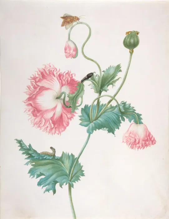 Framed Print : A Poppy in Three Stages of Flowering, with a Caterpillar, Pupa and Butterfly Framed Print : A Poppy in Three Stages of Flowering, with a Caterpillar, Pupa and Butterfly