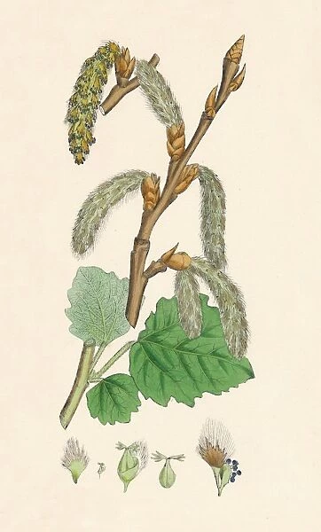 Populus canescens. Gray Poplar, 19th Century