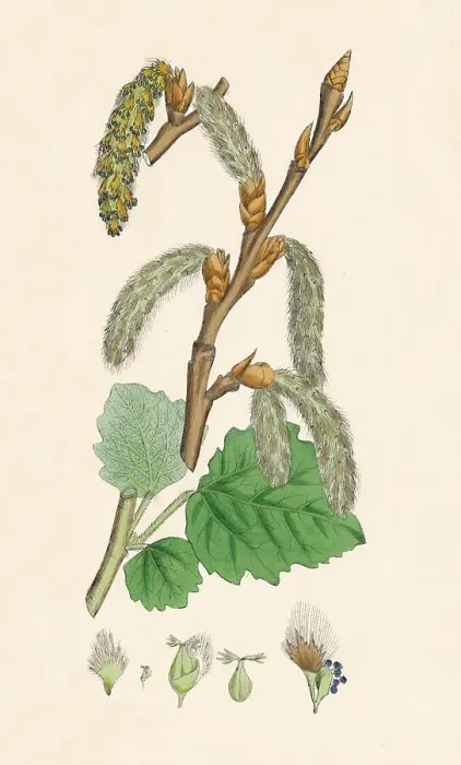 Framed Print : Populus canescens. Gray Poplar, 19th Century Framed Print : Populus canescens. Gray Poplar, 19th Century