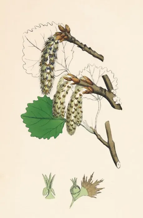 Framed Print : Populus tremula. Aspen, 19th Century Framed Print : Populus tremula. Aspen, 19th Century