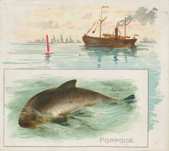 Framed Print : Porpoise, from Fish from American Waters series (N39) for Allen & Ginter Cigarettes Framed Print : Porpoise, from Fish from American Waters series (N39) for Allen & Ginter Cigarettes