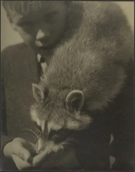 Framed Print : Portrait of a Boy Feeding a Raccoon, 1907-1943. Creator: Louis Fleckenstein Framed Print : Portrait of a Boy Feeding a Raccoon, 1907-1943. Creator: Louis Fleckenstein