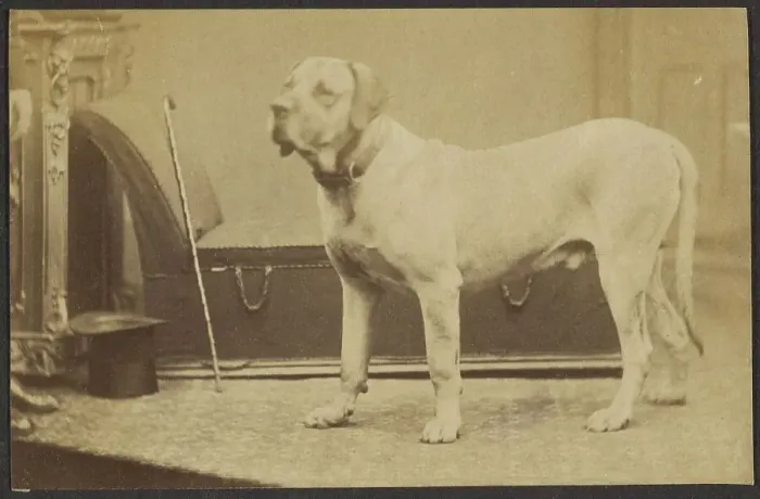 Framed Print : Portrait of a Dog, late 19th century. Creator: Unknown Framed Print : Portrait of a Dog, late 19th century. Creator: Unknown