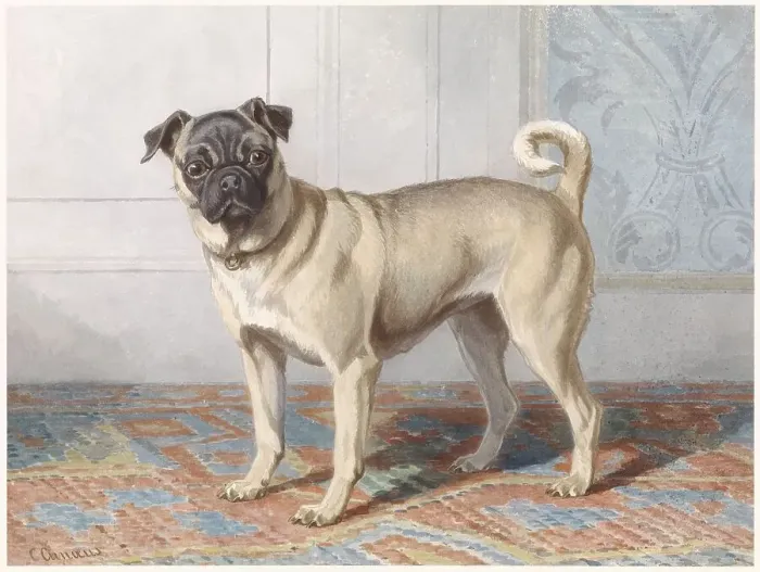 Framed Print : Portrait of Edwin vom Rath's Pug, c.1880-c.1895. Creator: Conradyn Cunaeus Framed Print : Portrait of Edwin vom Rath's Pug, c.1880-c.1895. Creator: Conradyn Cunaeus