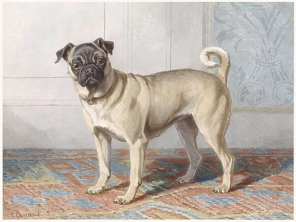 Portrait of Edwin vom Rath's Pug, c.1880-c.1895. Creator: Conradyn Cunaeus