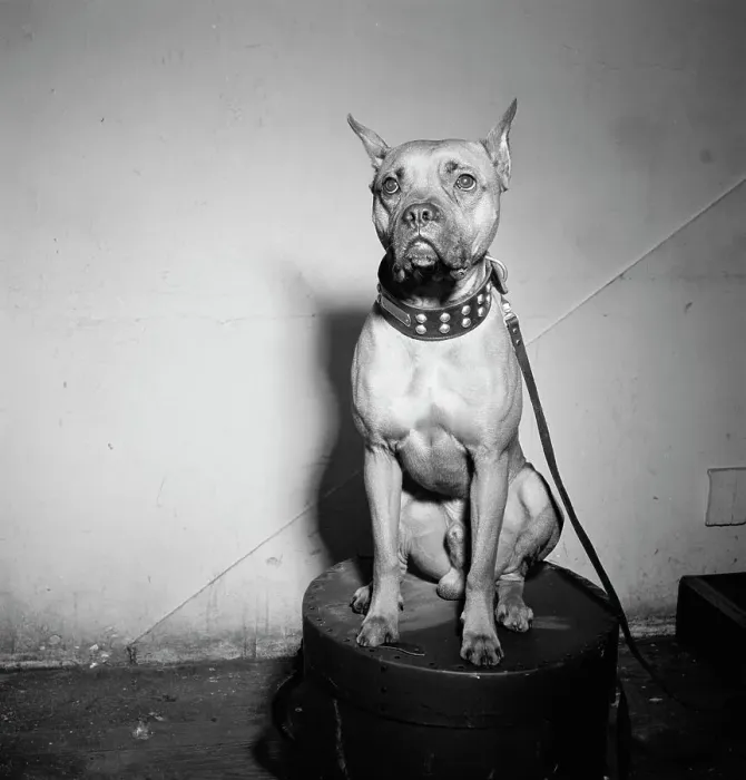 Framed Print : Portrait of Mister (Billie Holiday's dog), New York, N.Y. 1946. Creator: William Paul Gottlieb Framed Print : Portrait of Mister (Billie Holiday's dog), New York, N.Y. 1946. Creator: William Paul Gottlieb