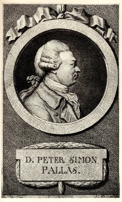 Framed Print : Portrait of the zoologist and botanist Peter Simon Pallas (1741-1811), Early 19th cen Artist: Anonymous Framed Print : Portrait of the zoologist and botanist Peter Simon Pallas (1741-1811), Early 19th cen Artist: Anonymous