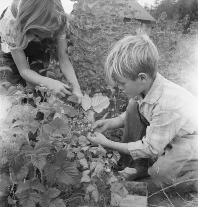 Framed Print : Possibly: Arnold children picking raspberries in the new berry... Michigan Hill, Washington, 1939. Creator: Dorothea Lange Framed Print : Possibly: Arnold children picking raspberries in the new berry... Michigan Hill, Washington, 1939. Creator: Dorothea Lange