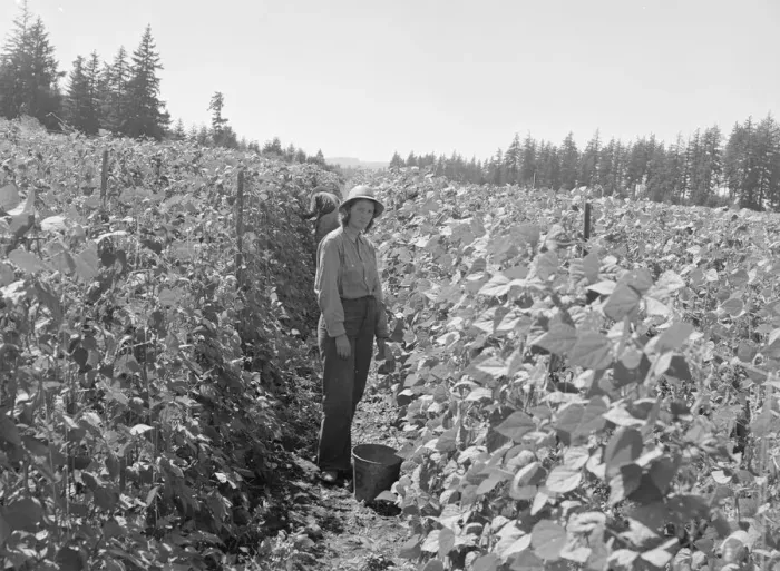 Framed Print : Possibly: Bean pickers at harvest time, near West Stayton, Marion County, Oregon, 1939. Creator: Dorothea Lange Framed Print : Possibly: Bean pickers at harvest time, near West Stayton, Marion County, Oregon, 1939. Creator: Dorothea Lange