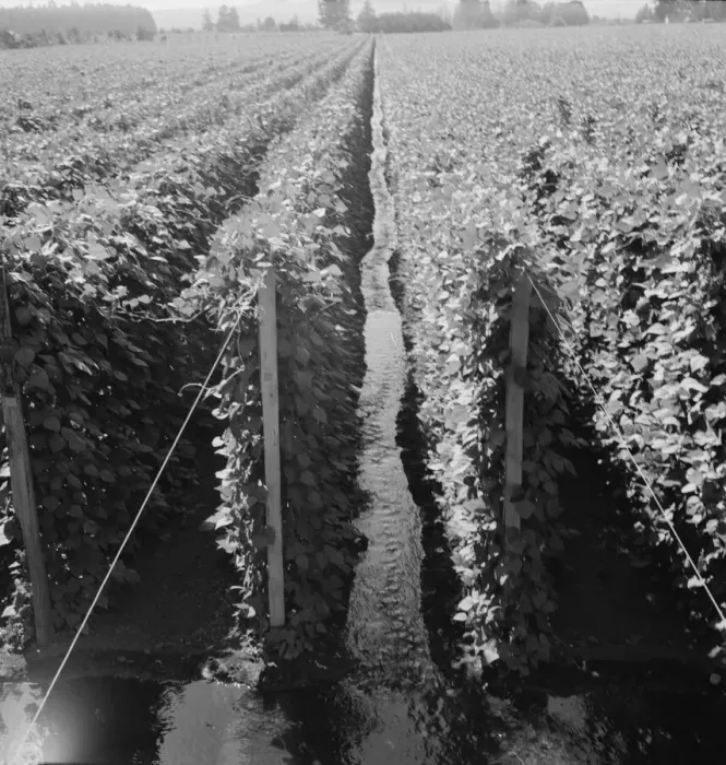 Framed Print : Possibly: Beanfield showing irrigation, near West Stayton, Marion County, Oregon, 1939. Creator: Dorothea Lange Framed Print : Possibly: Beanfield showing irrigation, near West Stayton, Marion County, Oregon, 1939. Creator: Dorothea Lange