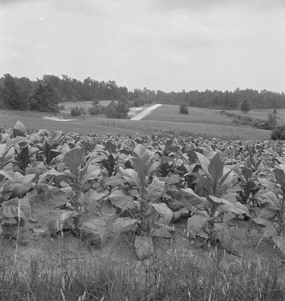 Possibly: Bright cigarette tobacco growing in... near Upchurch, North Carolina, 1939. Creator: Dorothea Lange