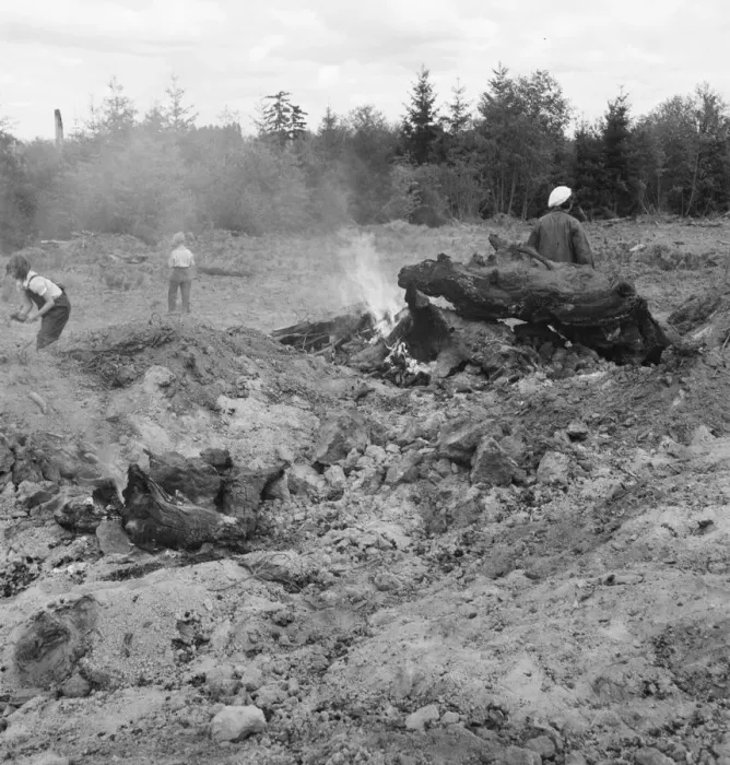 Framed Print : Possibly: After bulldozer has taken out and piled the heavy... Michigan Hill, Thurston County, 1939 Creator: Dorothea Lange Framed Print : Possibly: After bulldozer has taken out and piled the heavy... Michigan Hill, Thurston County, 1939 Creator: Dorothea Lange