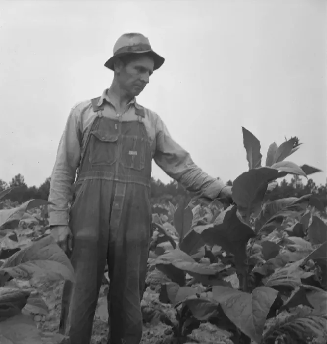 Framed Print : Possibly: Children helping father, tobacco sharecropper... Person County, North Carolina, 1939. Creator: Dorothea Lange Framed Print : Possibly: Children helping father, tobacco sharecropper... Person County, North Carolina, 1939. Creator: Dorothea Lange