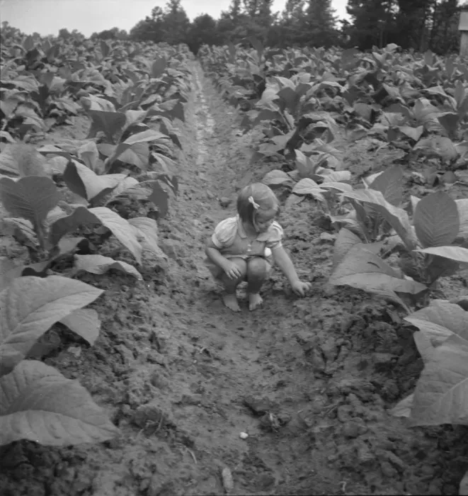 Framed Print : Possibly: Children helping father, tobacco sharecropper... Person County, North Carolina, 1939. Creator: Dorothea Lange Framed Print : Possibly: Children helping father, tobacco sharecropper... Person County, North Carolina, 1939. Creator: Dorothea Lange