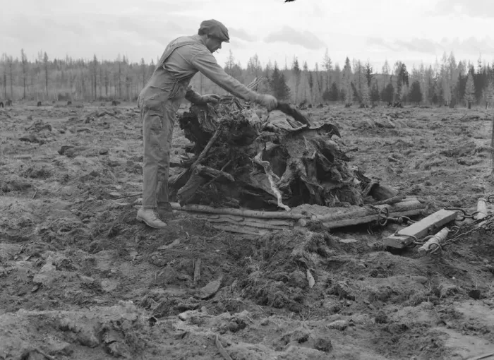 Framed Print : Possibly: Ex-lumber mill worker clears eight-acre field after... Boundary County, Idaho, 1939. Creator: Dorothea Lange Framed Print : Possibly: Ex-lumber mill worker clears eight-acre field after... Boundary County, Idaho, 1939. Creator: Dorothea Lange