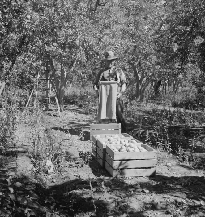 Framed Print : Possibly: Harvesting pears, Pleasant Hill Orchards, Yakima Valley, Washington, 1939. Creator: Dorothea Lange Framed Print : Possibly: Harvesting pears, Pleasant Hill Orchards, Yakima Valley, Washington, 1939. Creator: Dorothea Lange