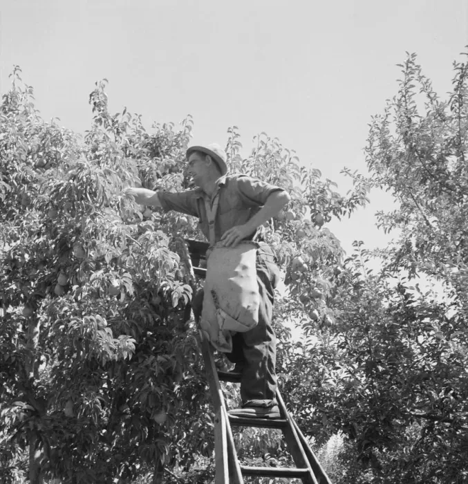 Framed Print : Possibly: Harvesting pears, Pleasant Hill Orchards, Yakima Valley, Washington, 1939. Creator: Dorothea Lange Framed Print : Possibly: Harvesting pears, Pleasant Hill Orchards, Yakima Valley, Washington, 1939. Creator: Dorothea Lange
