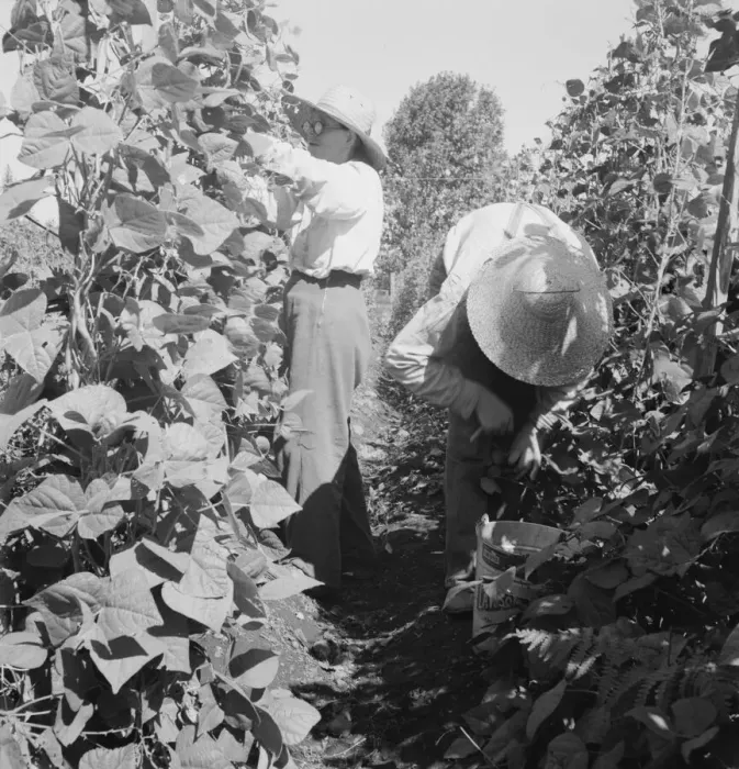 Framed Print : Possibly: Migrant pickers harvesting beans, near West Stayton, Marion County, Oregon, 1939. Creator: Dorothea Lange Framed Print : Possibly: Migrant pickers harvesting beans, near West Stayton, Marion County, Oregon, 1939. Creator: Dorothea Lange