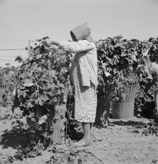 Framed Print : Possibly: Migratory field workers in hop field, near Independence, Oregon, 1939. Creator: Dorothea Lange Framed Print : Possibly: Migratory field workers in hop field, near Independence, Oregon, 1939. Creator: Dorothea Lange