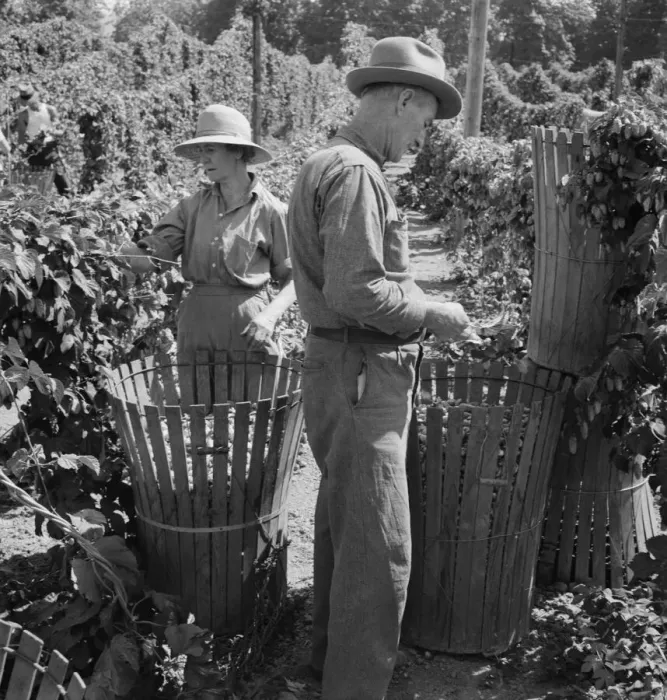 Framed Print : Possibly: Migratory field workers in hop field, near Independence, Oregon, 1939. Creator: Dorothea Lange Framed Print : Possibly: Migratory field workers in hop field, near Independence, Oregon, 1939. Creator: Dorothea Lange