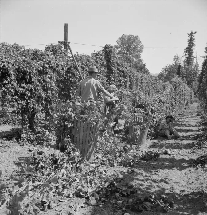 Framed Print : Possibly: Migratory field workers in hop field, Near Independence, Oregon, 1939. Creator: Dorothea Lange Framed Print : Possibly: Migratory field workers in hop field, Near Independence, Oregon, 1939. Creator: Dorothea Lange