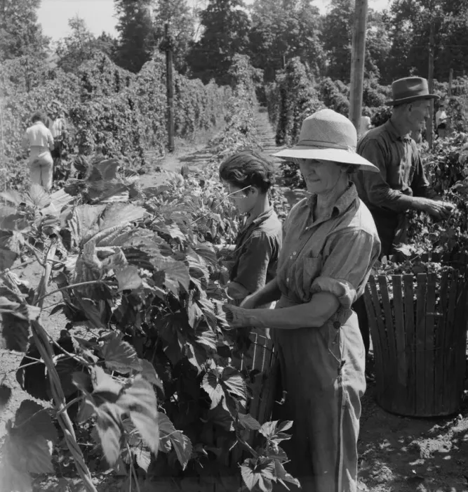 Framed Print : Possibly: Migratory field workers in hop field, near Independence, Oregon, 1939. Creator: Dorothea Lange Framed Print : Possibly: Migratory field workers in hop field, near Independence, Oregon, 1939. Creator: Dorothea Lange