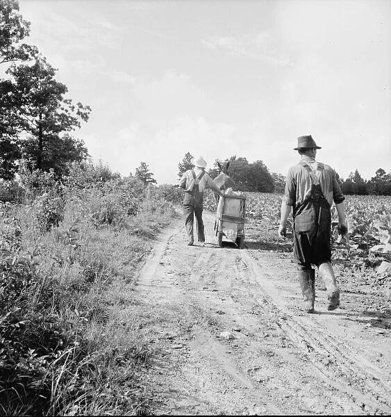 Possibly: Mr. Taylor and wage laborer slide tobacco... Granville County, North Carolina, 1939. Creator: Dorothea Lange