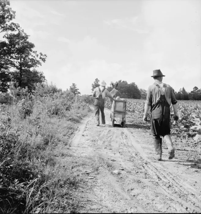 Framed Print : Possibly: Mr. Taylor and wage laborer slide tobacco... Granville County, North Carolina, 1939. Creator: Dorothea Lange Framed Print : Possibly: Mr. Taylor and wage laborer slide tobacco... Granville County, North Carolina, 1939. Creator: Dorothea Lange