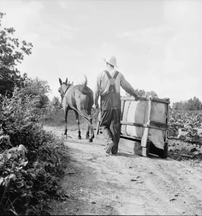 Framed Print : Possibly: Mr. Taylor and wage laborer slide tobacco, Granville County, North Carolina, 1939. Creator: Dorothea Lange Framed Print : Possibly: Mr. Taylor and wage laborer slide tobacco, Granville County, North Carolina, 1939. Creator: Dorothea Lange