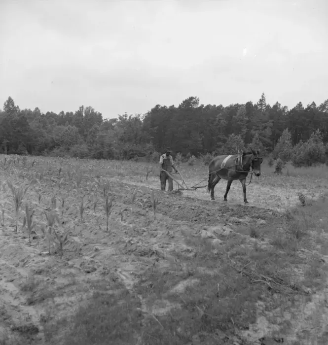 Framed Print : Possibly: Negro plowing corn, off Highway 144, Person County, North Carolina, 1939. Creator: Dorothea Lange Framed Print : Possibly: Negro plowing corn, off Highway 144, Person County, North Carolina, 1939. Creator: Dorothea Lange