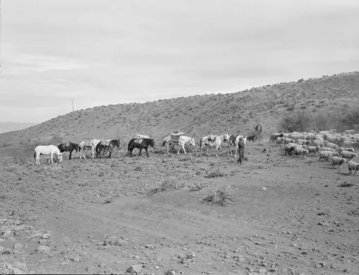 Framed Print : Possibly: Pack train coming down from summer camp, Washington County, Idaho, 1939. Creator: Dorothea Lange Framed Print : Possibly: Pack train coming down from summer camp, Washington County, Idaho, 1939. Creator: Dorothea Lange